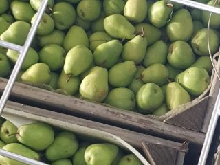 Hola, tengo una pera Lukas para ofrecer. El precio