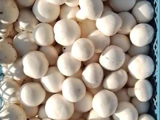 Buscamos productores de Hongos Blancos de Primera Todo el