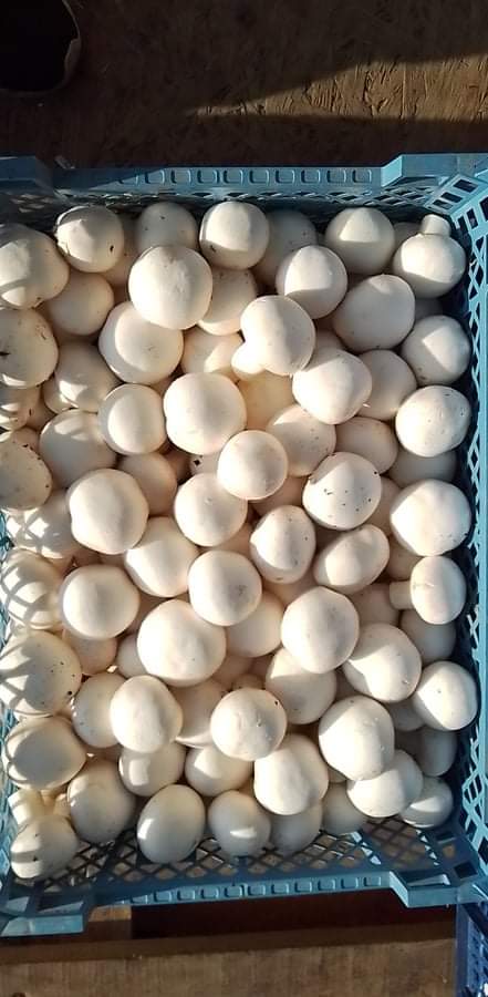 Buscamos productores de Hongos Blancos de Primera Todo el Año
