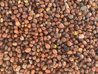 Venderé rábano aceitoso con una mezcla de semillas de