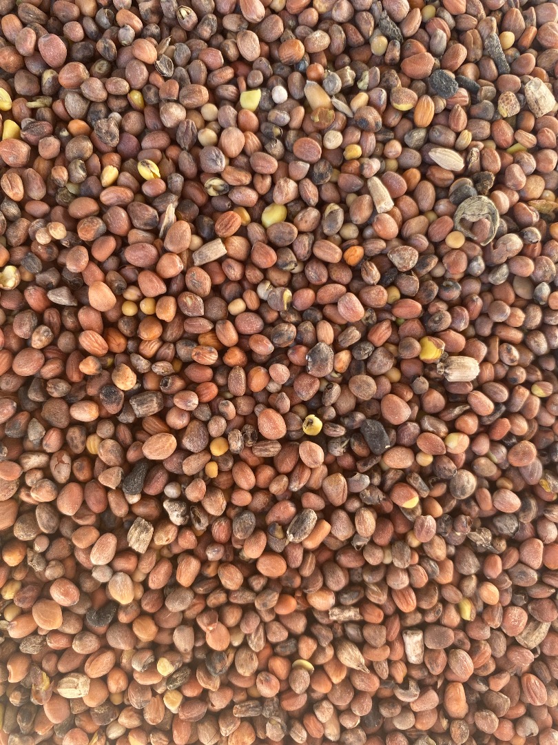 Venderé rábano aceitoso con una mezcla de semillas de mostaza