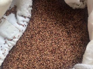 Vendo semillas de fresa, perfectas para Aceite Cosmético, Aceite