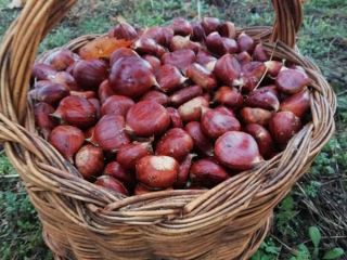 Coste de envío no incluido. 3 tipos de variedad: