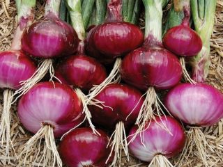 Red Burgundy Onion Seeds 200+ Huerto HEIRLOOM NON-GMO ENVÍO