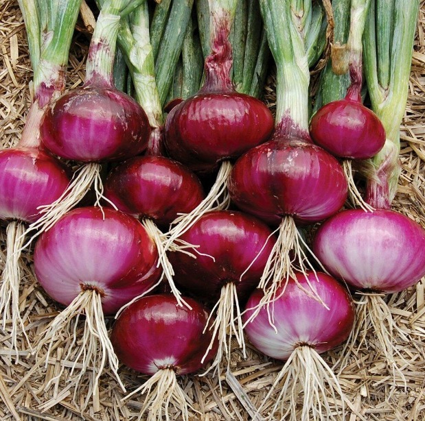 Red Burgundy Onion Seeds 200+ Huerto HEIRLOOM NON-GMO ENVÍO GRATIS