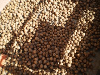 Ofrecemos 450 kilogramos de nueces de calidad, cosecha 2022
