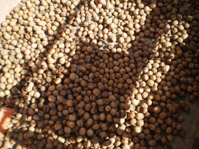 Ofrecemos 450 kilogramos de nueces de calidad, cosecha 2022