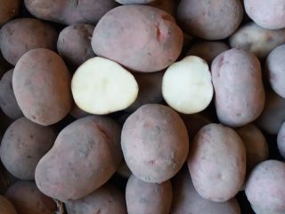 Vendo papas ricardo empacadas en sacos de 25 kg