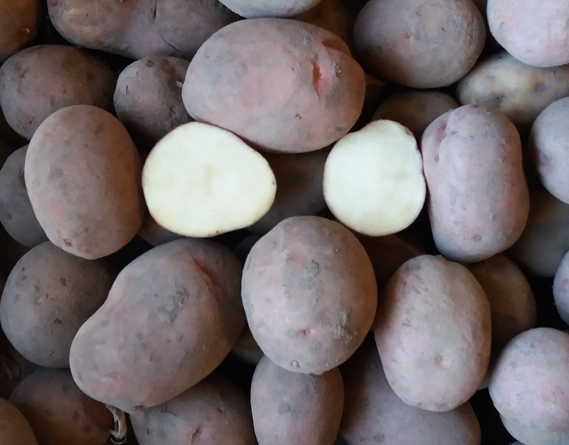Vendo papas ricardo empacadas en sacos de 25 kg