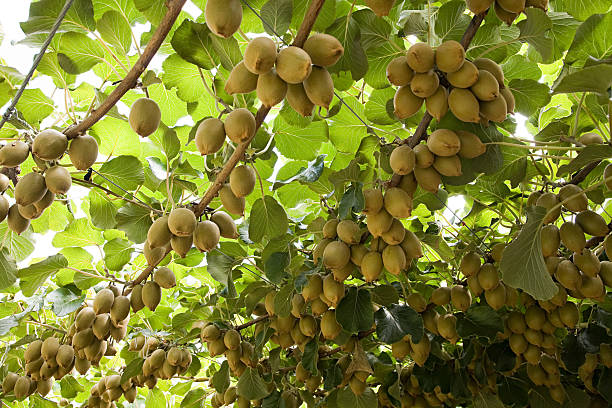 Vendo kiwi recién cogido de buen calibre