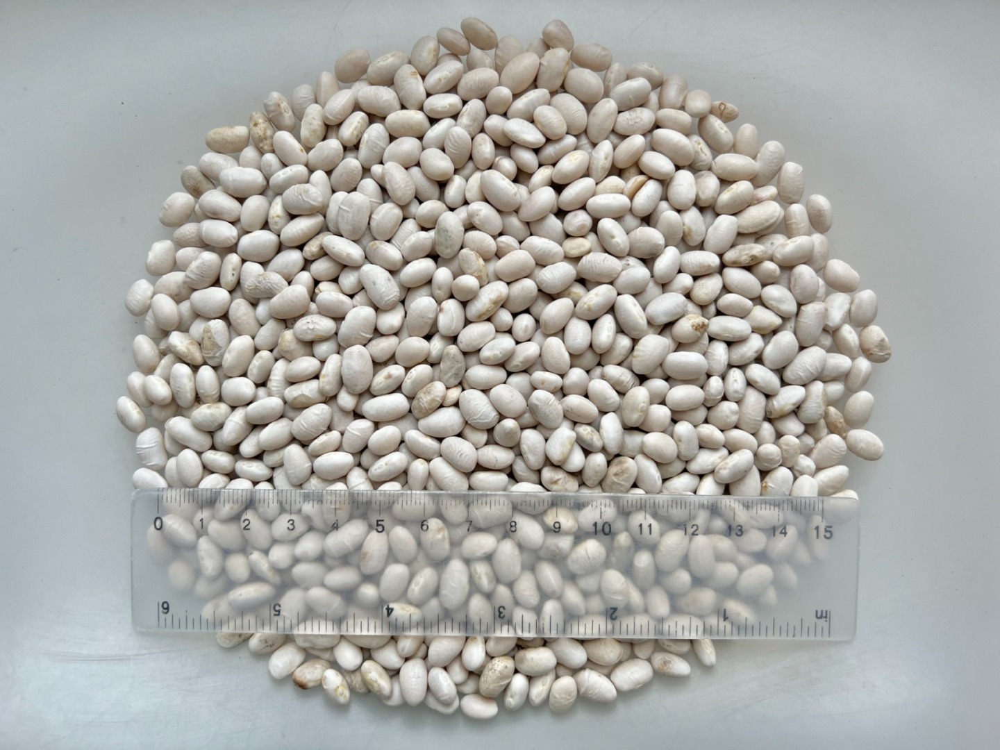 Tamaño: 450 uds./100 g Humedad: 16,2% Pureza: 99,9% Partición: 0,2% Rotura: 0,2% Decoloración: 0,6% Adhesión a tierra: 1,2% Capa ligera agrietada: 1 ,8% Pelaje