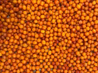 Ofrecemos Espino Amarillo Congelado IQF. Bayas cultivadas - Convencionales