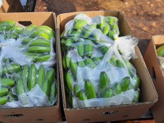 EMPRESA PRODUCTORA DE BANANO EN ECUADOR BUSCAMOS NUEVOS CLIENTES