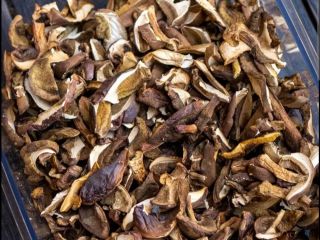 Venderé setas mixtas del bosque... en su mayoría boletes,