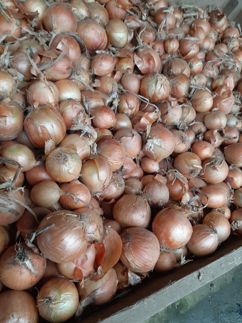 Venderé cebolla kal.5+