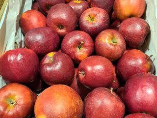 Hola. Venderé una variedad de manzana Szmpion Prince Eliza.