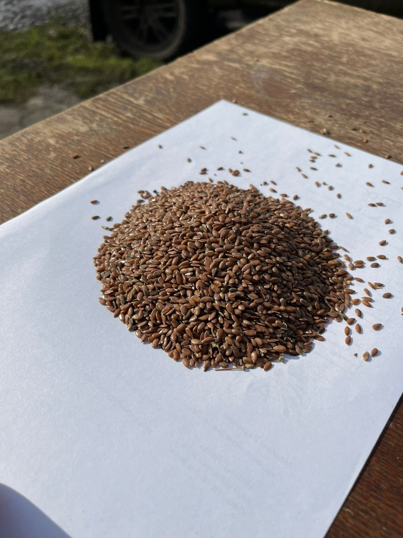 LLC Smolensk Agro Export exporta linaza amarilla y marrón de origen ruso a los países de la UE DAP
