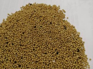 LLC Smolensk Agro Export exporta semillas de mostaza blanca,