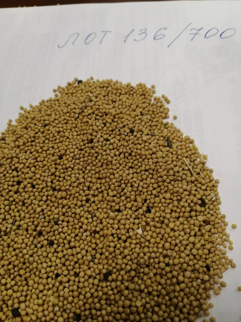 LLC Smolensk Agro Export exporta semillas de mostaza blanca, amarilla y negra, de origen ruso, países de la UE DAP