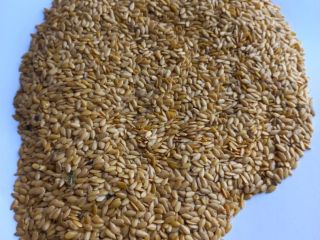 LLC Smolensk Agro Export exporta linaza amarilla y marrón