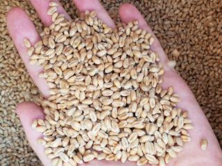 Venderé trigo de Ucrania 1000 toneladas 4to grado Precio