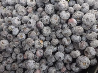 Arándanos cultivados Iqf (duke,bluecrop) Cantidad 21 toneladas Envase caja