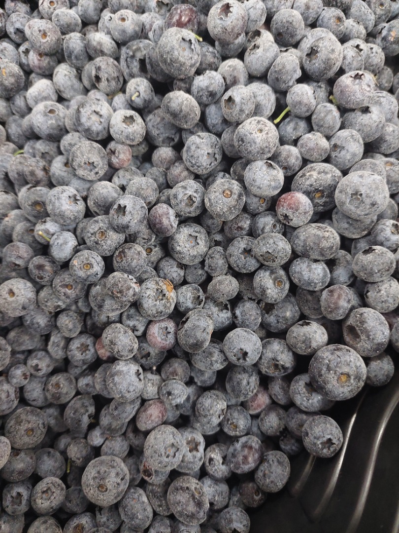 Arándanos cultivados Iqf (duke,bluecrop) Cantidad 21 toneladas Envase caja 10kg 33 pal