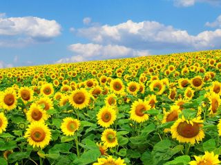 Vendemos girasoles cosechados en 2022. Humedad 5-6% Desmalezamiento hasta