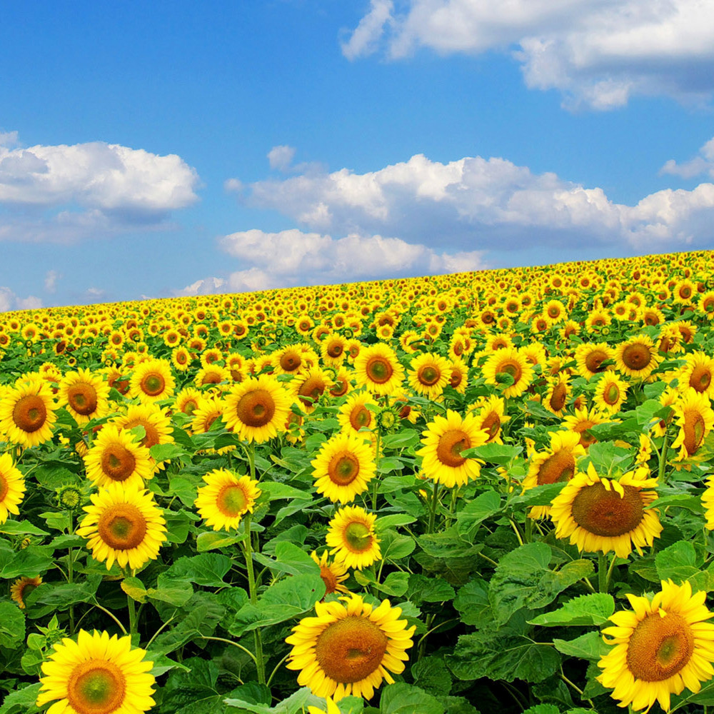 Vendemos girasoles cosechados en 2022