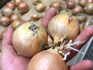 Hola, tengo a la venta cebollas amarillas, clasificadas y