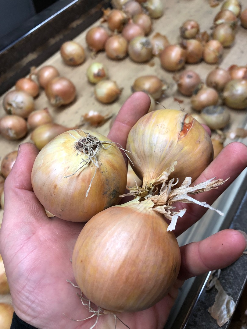 Hola, tengo a la venta cebollas amarillas, clasificadas y clasificadas por tamaño..
