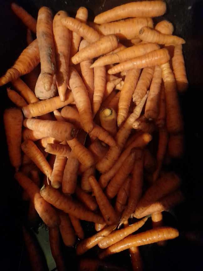 Venderé zanahorias de mi propio cultivo sin fertilizantes (puedes probar)