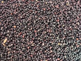 Una empresa polaca vende colza de origen ucraniano con
