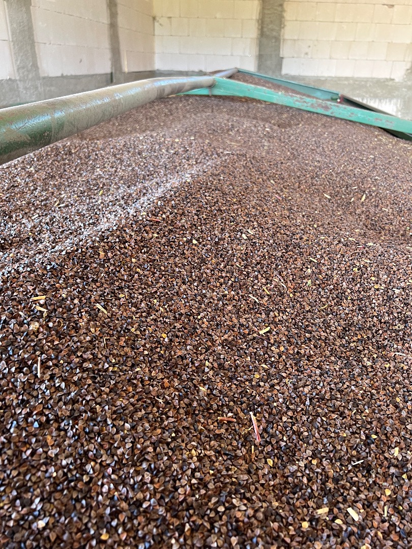 Hola, vendo trigo sarraceno limpio, cosecha 2022, humedad 13,5%