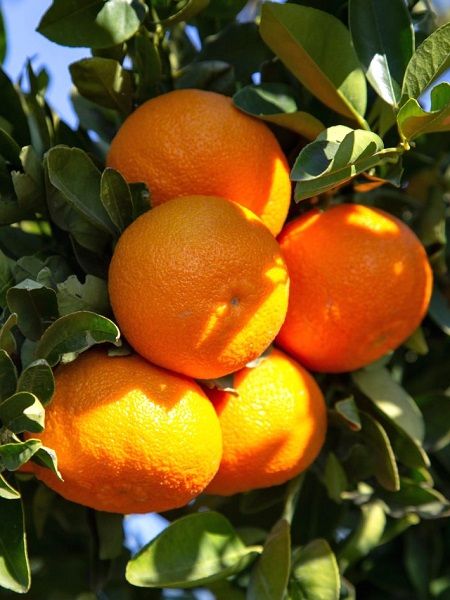 Entre noviembre y febrero, los famosos huertos de mandarinas de Bodrum se llenan de mandarinas naranjas que tienen un aroma a mandarina bastante extraordinario