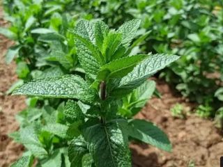 La menta de Marruecos está disponible en grandes cantidades.