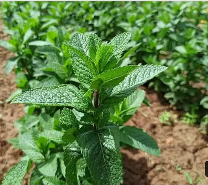 La menta de Marruecos está disponible en grandes cantidades