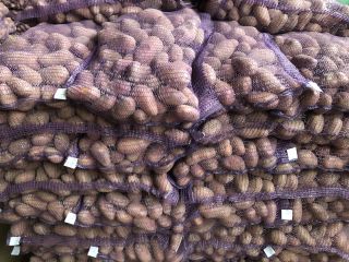 Venderé papas sin gusano de alambre y variedad de