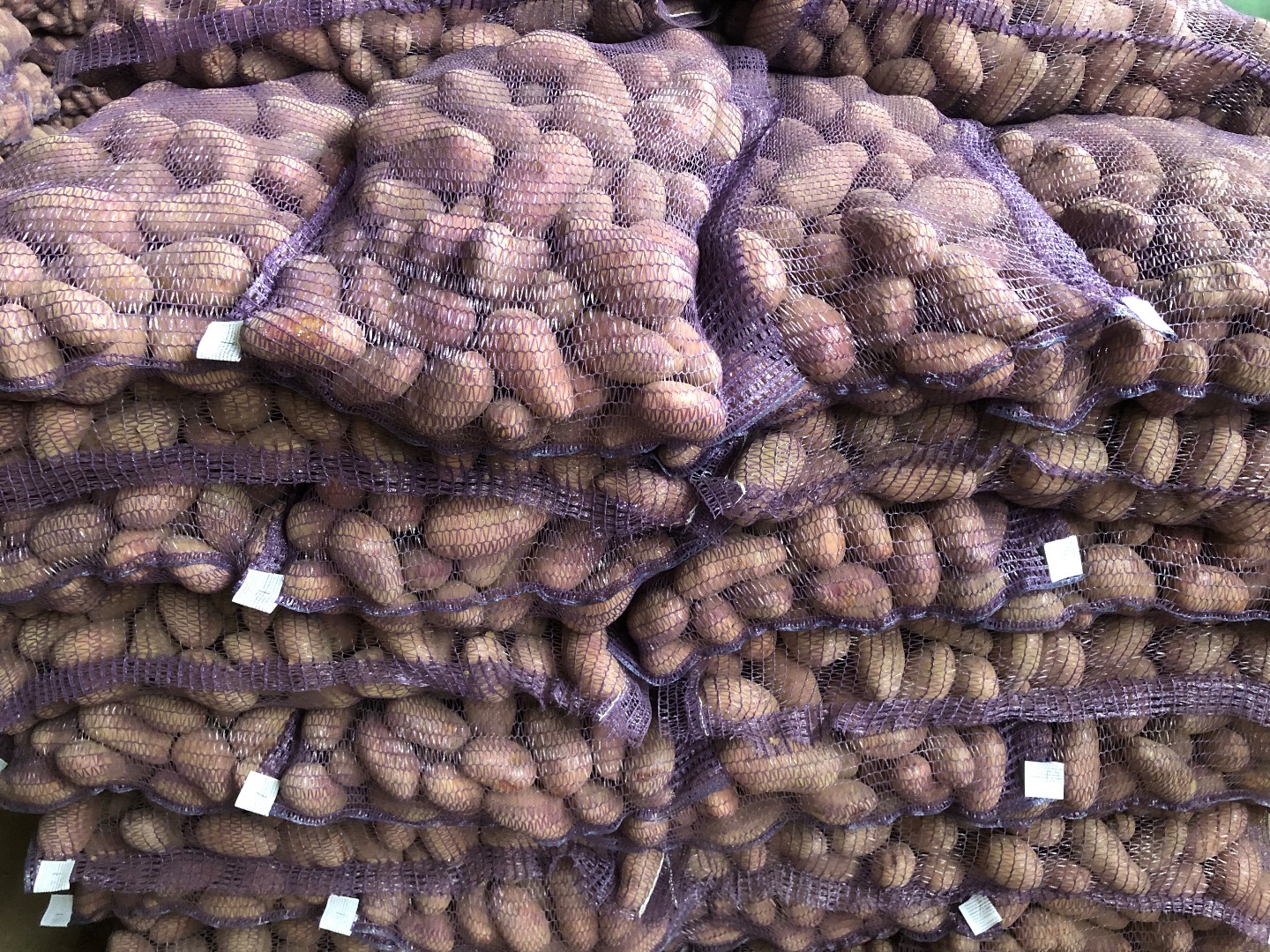 Venderé papas sin gusano de alambre y variedad de sarna Vector, Gala, Hay un volumen Hay documentos para la Federación Rusa para Azerbaiyán, Georgia, Moldavia
