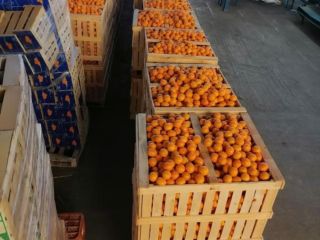 Tenemos mandarinas, pedidos de 100 TM a 1000 TM,