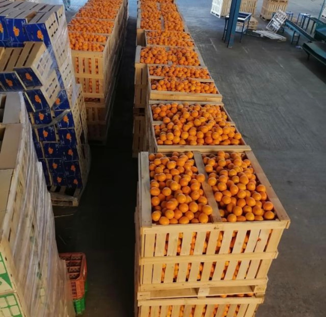 Tenemos mandarinas, pedidos de 100 TM a 1000 TM, envío por transporte marítimo Sr