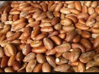 Comuníquese conmigo para obtener su kola amarga orgánica y