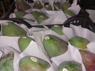 Mango egipcio de alta calidad. Directamente del fabricante. Pedido
