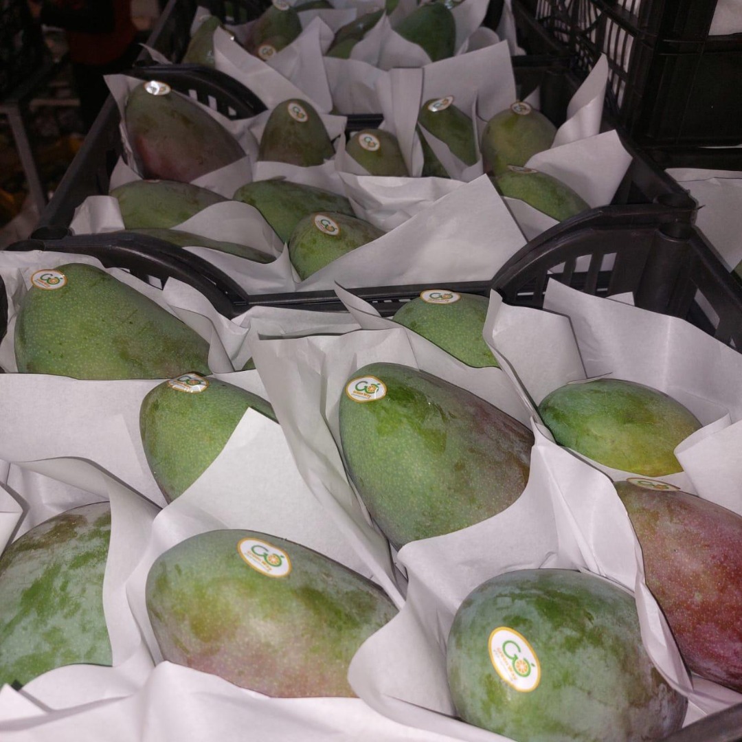 Mango egipcio de alta calidad