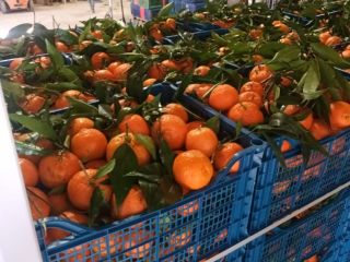 FIA GOGOT FRUIT te traerá en la nueva temporada