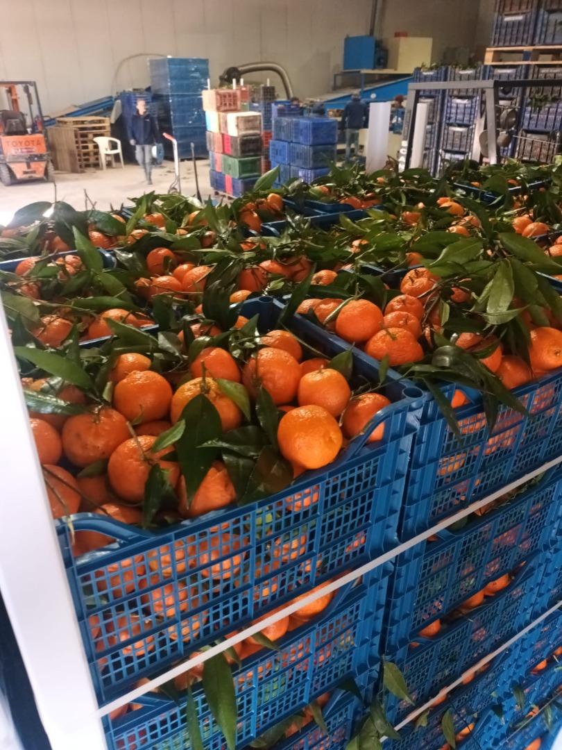 FIA GOGOT FRUIT te traerá en la nueva temporada frutas con potencial para desarrollar tu negocio a precios de productor, frutas frescas y calibradas según