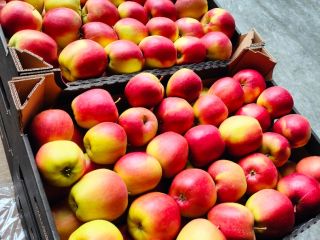 Manzana de cámara frigorífica según variedades smartfresh: Szampion, Ligol,