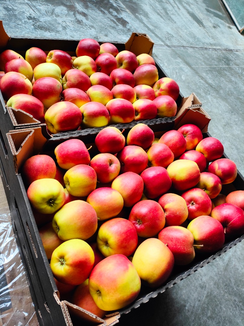 Manzana de cámara frigorífica según variedades smartfresh: Szampion, Ligol, Rubin, Jonagored, Princ, Honey, Lobo, Boskop, Cortland, Gloster (tintada), Golden