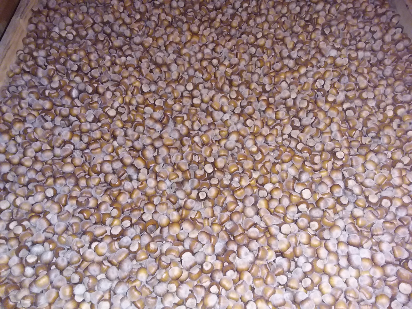 Vendo al por mayor avellana variedad catalana y mixta buen relleno
