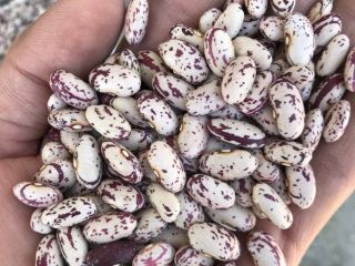 Somos exportadores de frijol tenemos experiencia 25 años en
